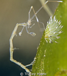 Living in Harmony
Skeleton Shrimp and Shawn the Sheep Nu... by Tracey Harris 